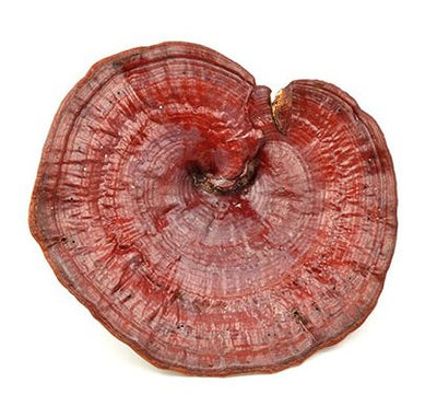 Reishi Extract