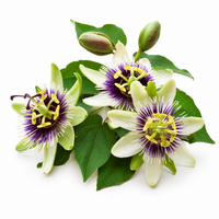 Passion Flower