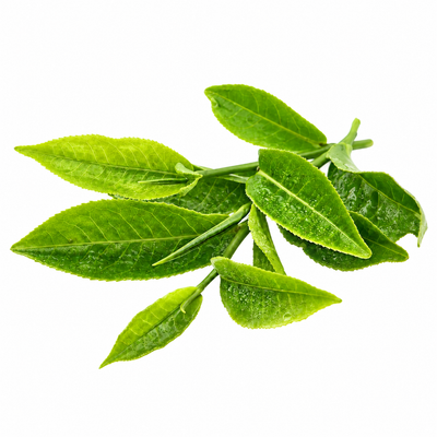 L-Theanine