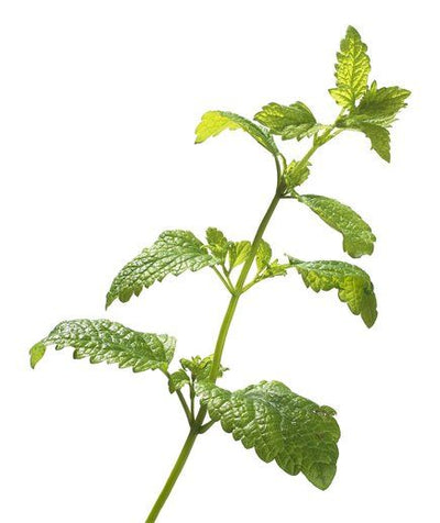 Lemon Balm